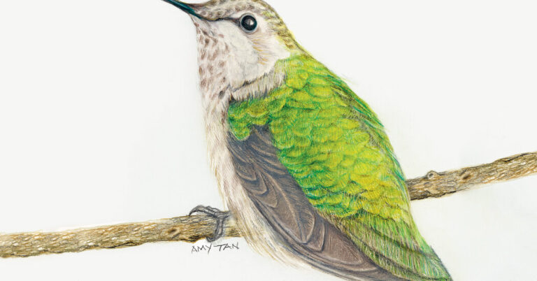 « The Backyard Bird Chronicles » d'Amy Tan propose une approche novatrice de l'observation des oiseaux